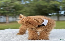 Mini Goldendoodle dogs for sale: Waffles - Image 6