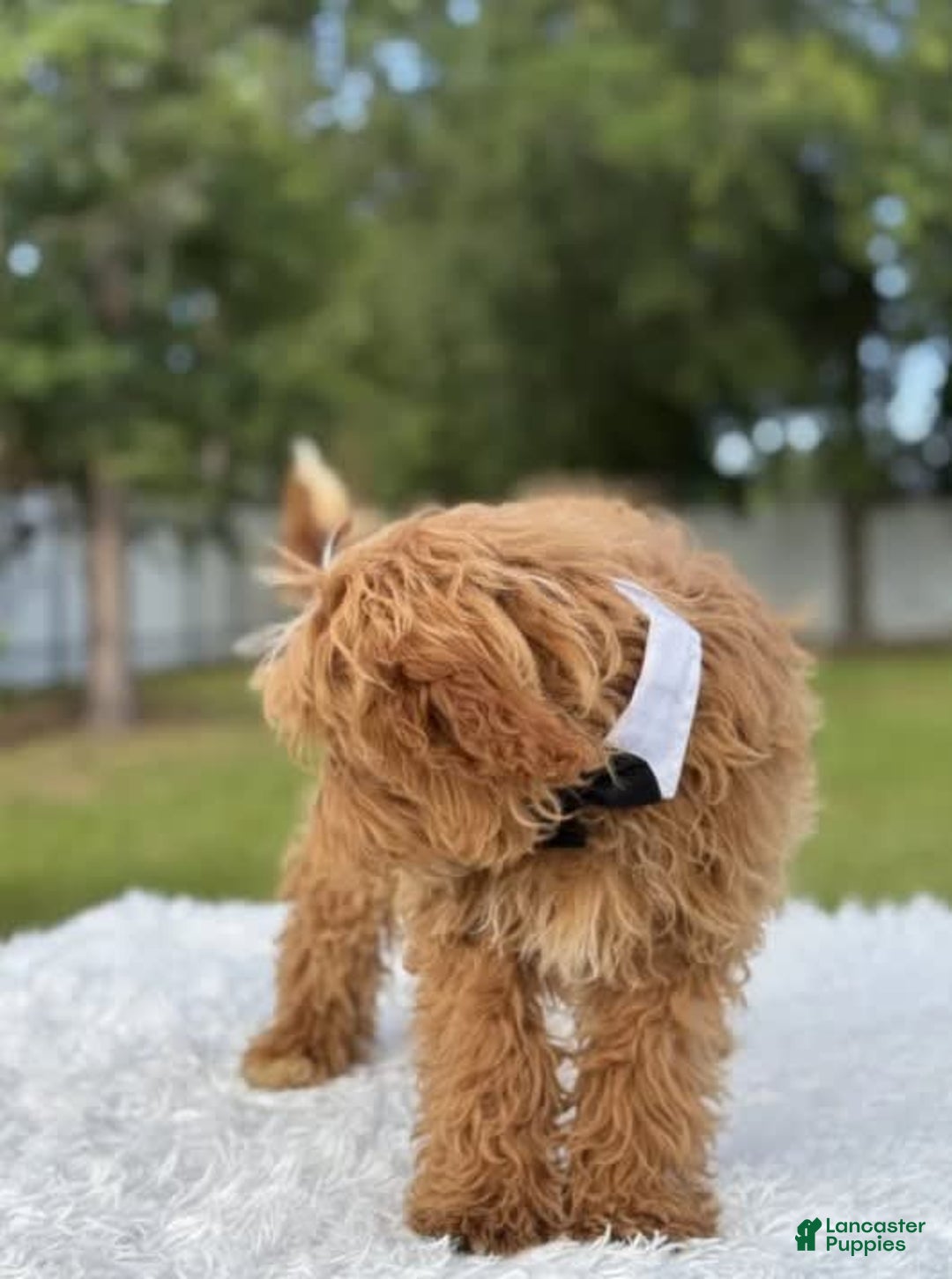 Mini Goldendoodle dogs for sale: Waffles - Image 6