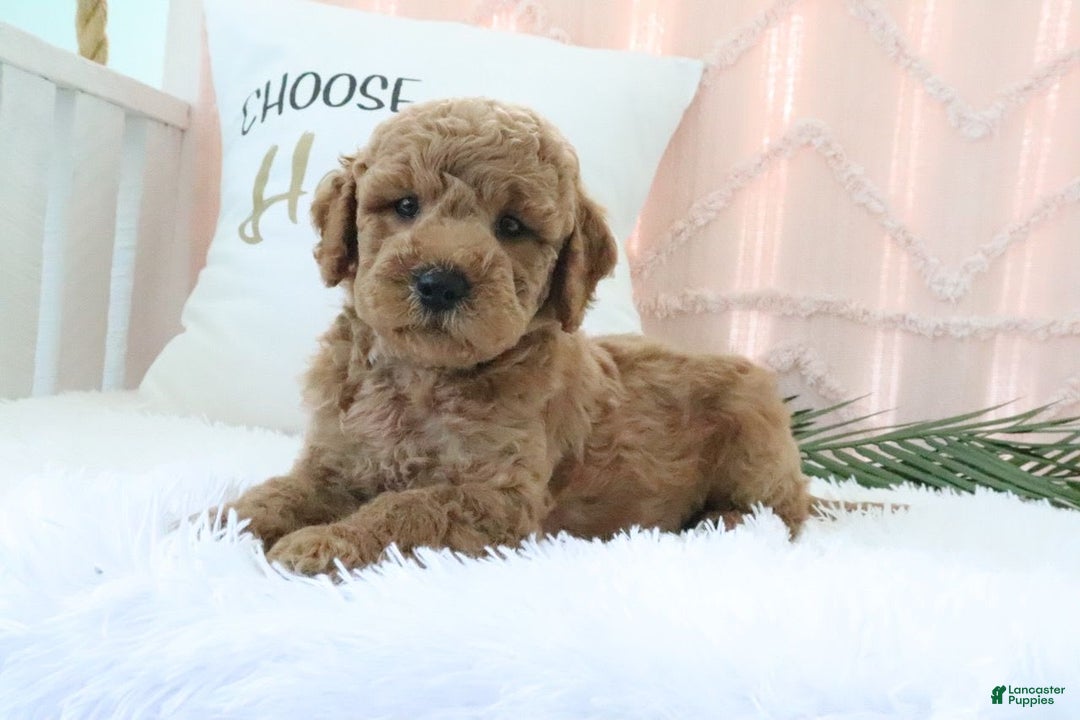 Mini Goldendoodle dogs for sale: Corey - Image 3