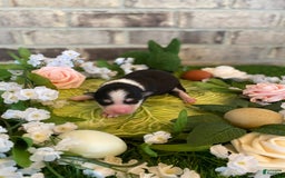 Pomsky dogs for sale: Chai - Image 2