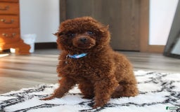Yorkiepoo dogs for sale: Bingo - Image 14