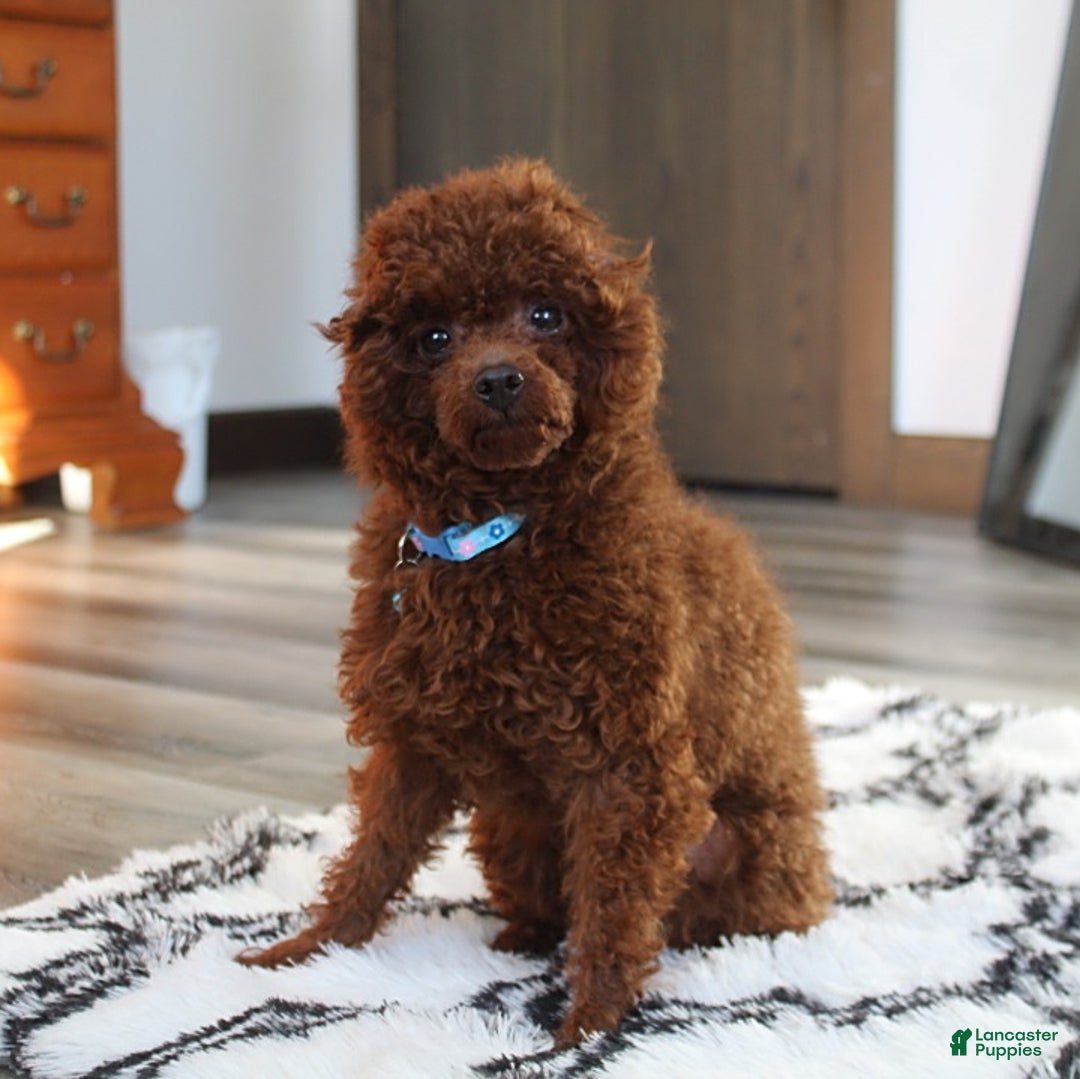 Yorkiepoo dogs for sale: Bingo - Image 14