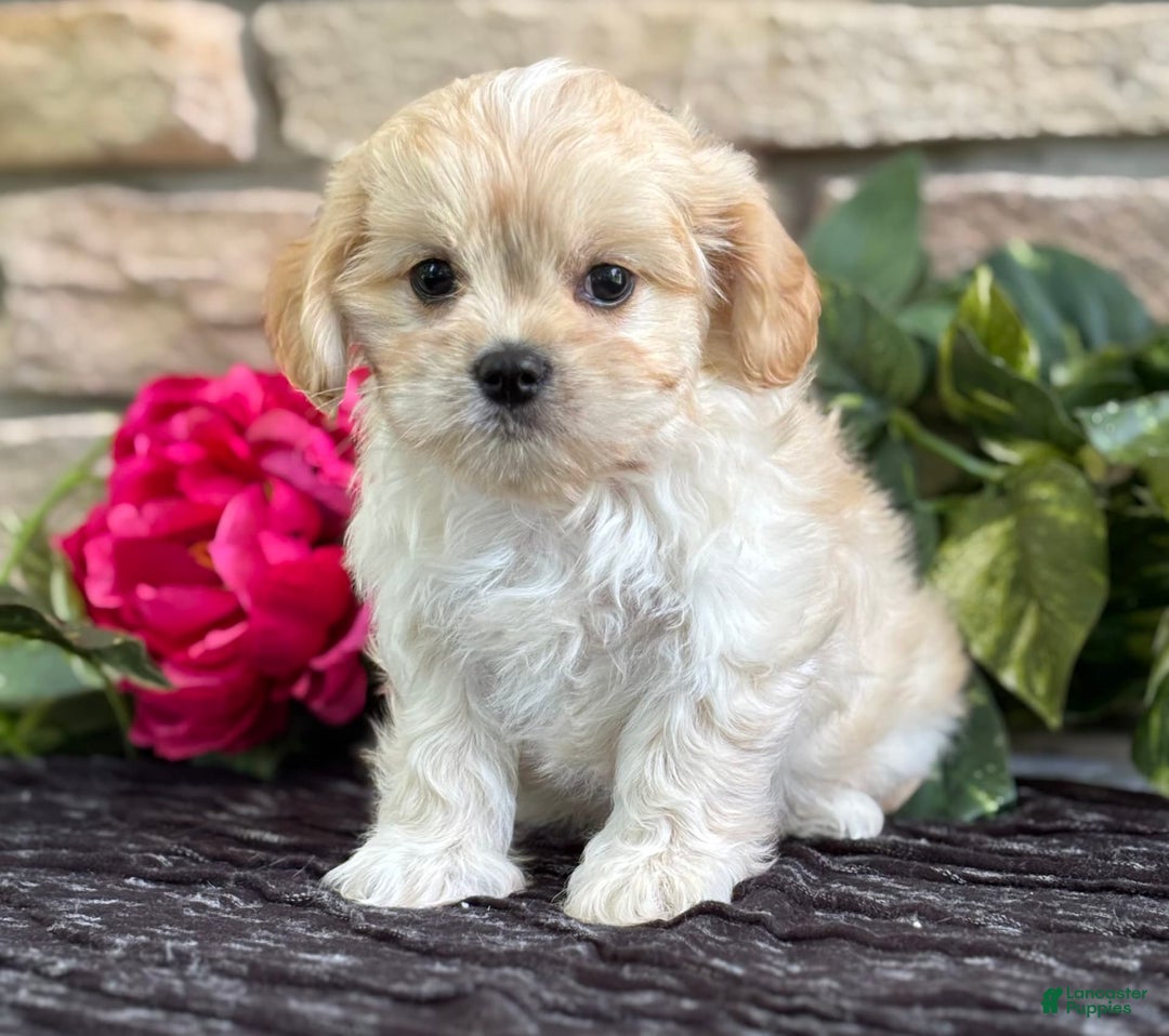 Cavalier King Charles Spaniel dogs for sale: Enzo - Image 10