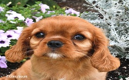 Cavalier King Charles Spaniel dogs for sale: Flossie - Image 12