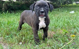 Boxer dogs for sale: Jalissa - Image 5