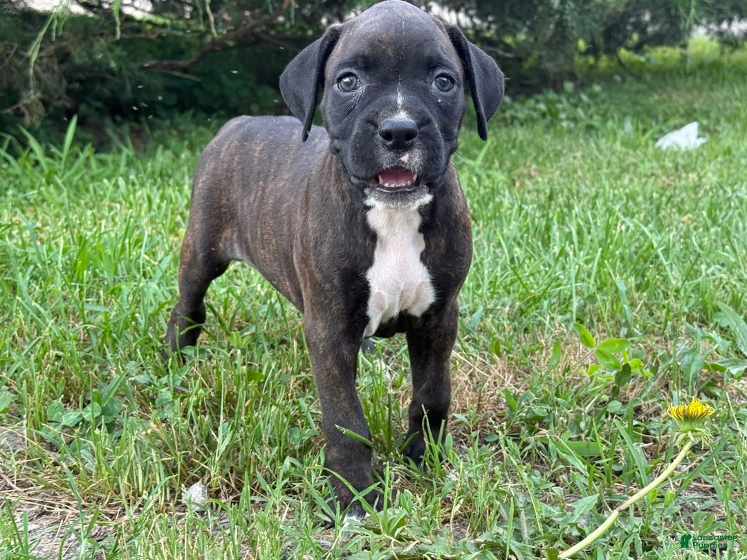 Boxer dogs for sale: Jalissa - Image 5