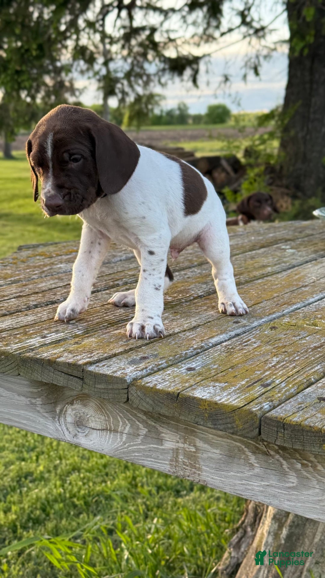 German Shorthaired Pointer dogs for sale: Off White Collar - Image 5