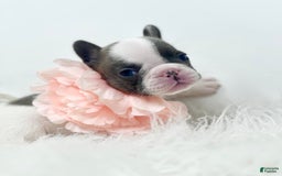 French Bulldog dogs for sale: Mollie - Image 5