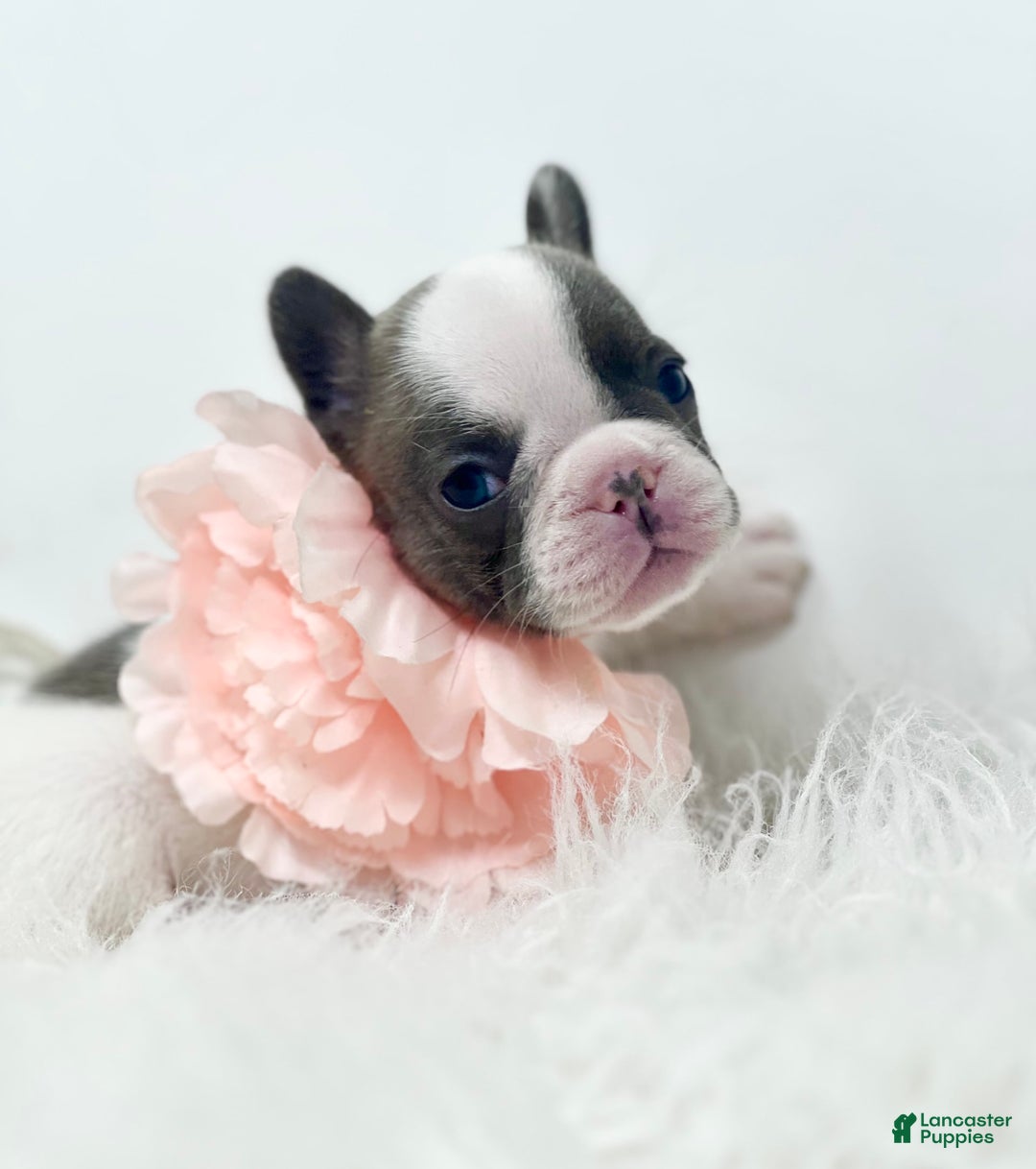 French Bulldog dogs for sale: Mollie - Image 5