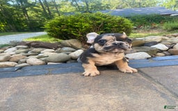 French Bulldog dogs for sale: Rocky - Image 11