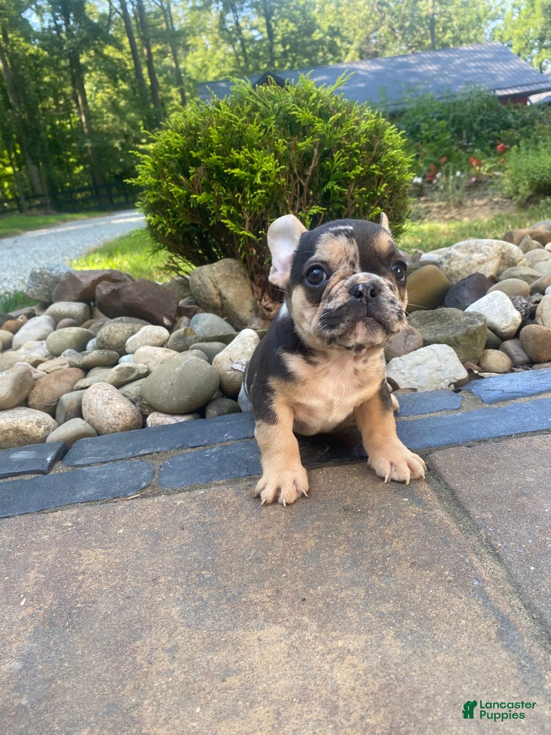French Bulldog dogs for sale: Rocky - Image 11