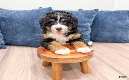 Mini Bernedoodle dogs for sale: Grace - Image 4