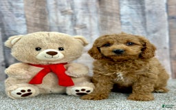 Mini Goldendoodle dogs for sale: Lime - Image 2