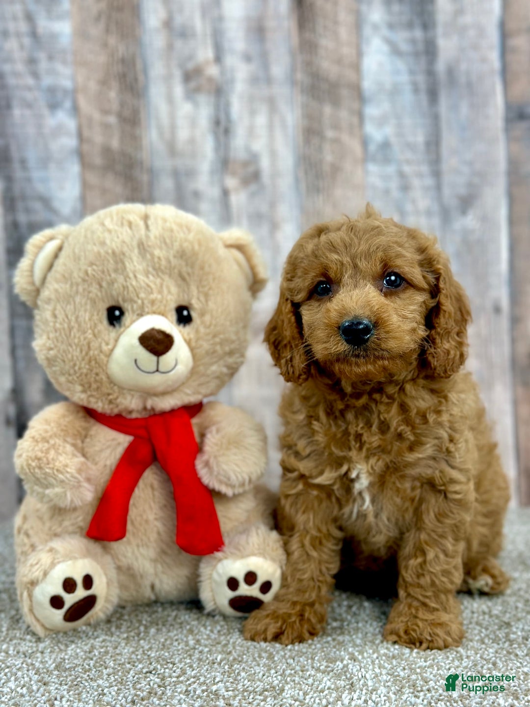 Mini Goldendoodle dogs for sale: Lime - Image 2