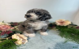 Mini Bernedoodle dogs for sale: Rune - Image 3