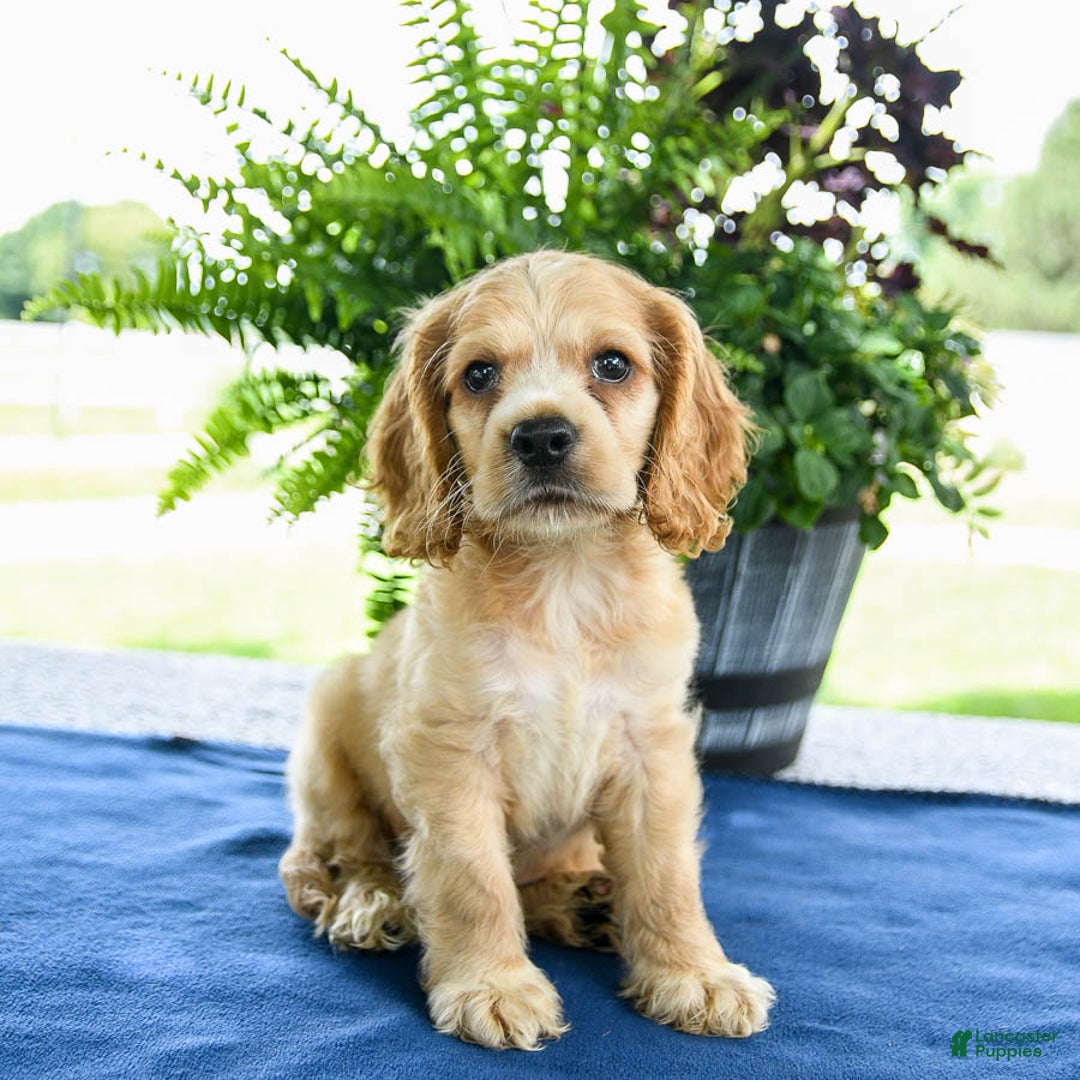 Cocker Spaniel dogs for sale: Buddy - Image 3