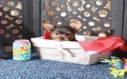 Yorkshire Terrier dogs for sale: Yorkshire Terrier 3 puppies - Image 12