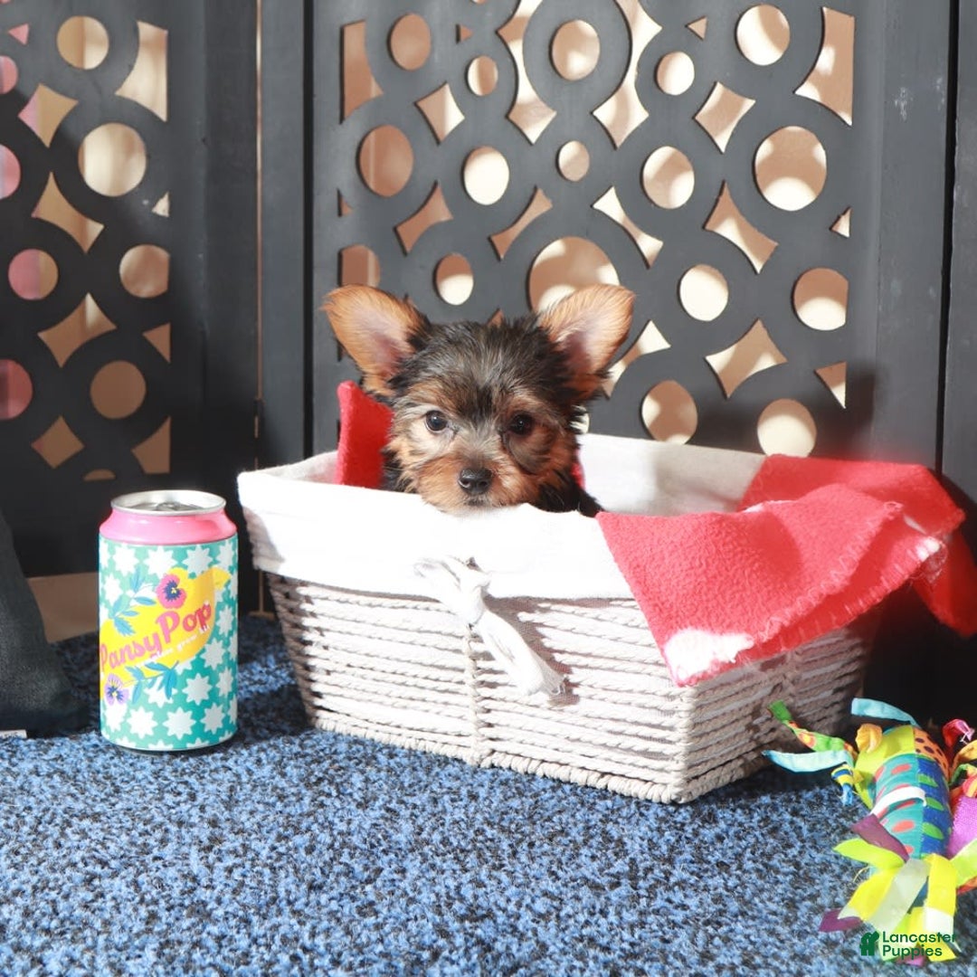 Yorkshire Terrier dogs for sale: Yorkshire Terrier 3 puppies - Image 12