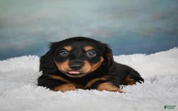 Miniature Dachshund dogs for sale: Mason - Image 11