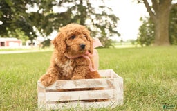 Mini Goldendoodle dogs for sale: Rosie - Image 5