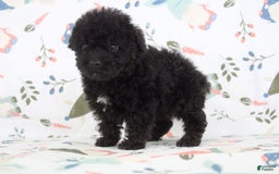 Toy Poodle dogs for sale: Bennet - Image 5