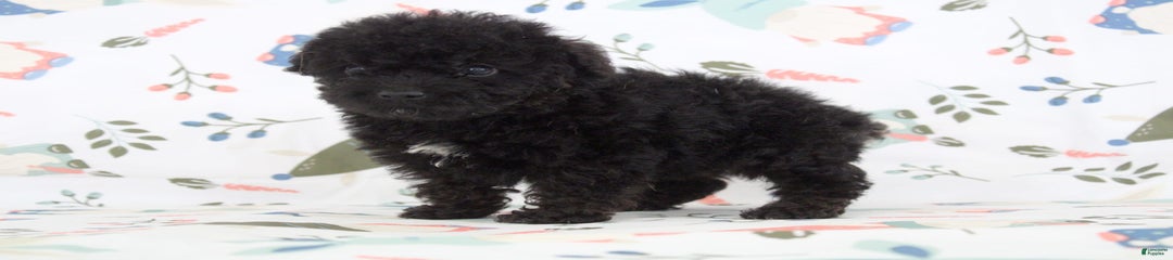 Bennet