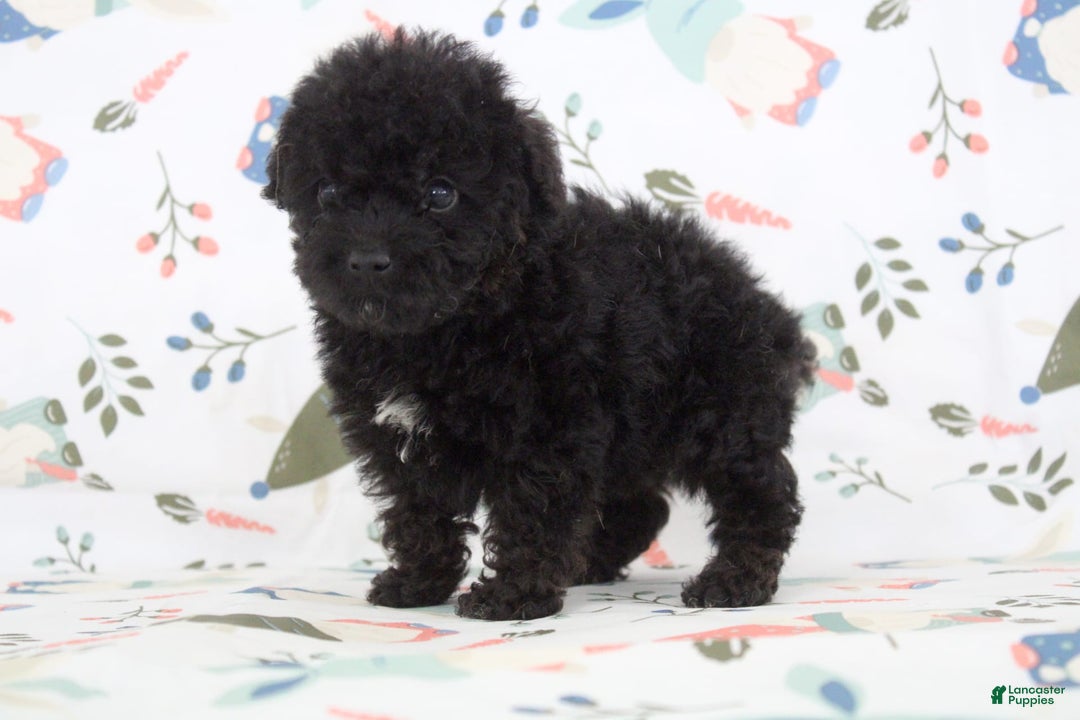 Toy Poodle dogs for sale: Bennet - Image 5