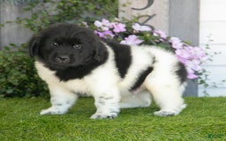 Newfoundland dogs for sale: Turbo - Image 3