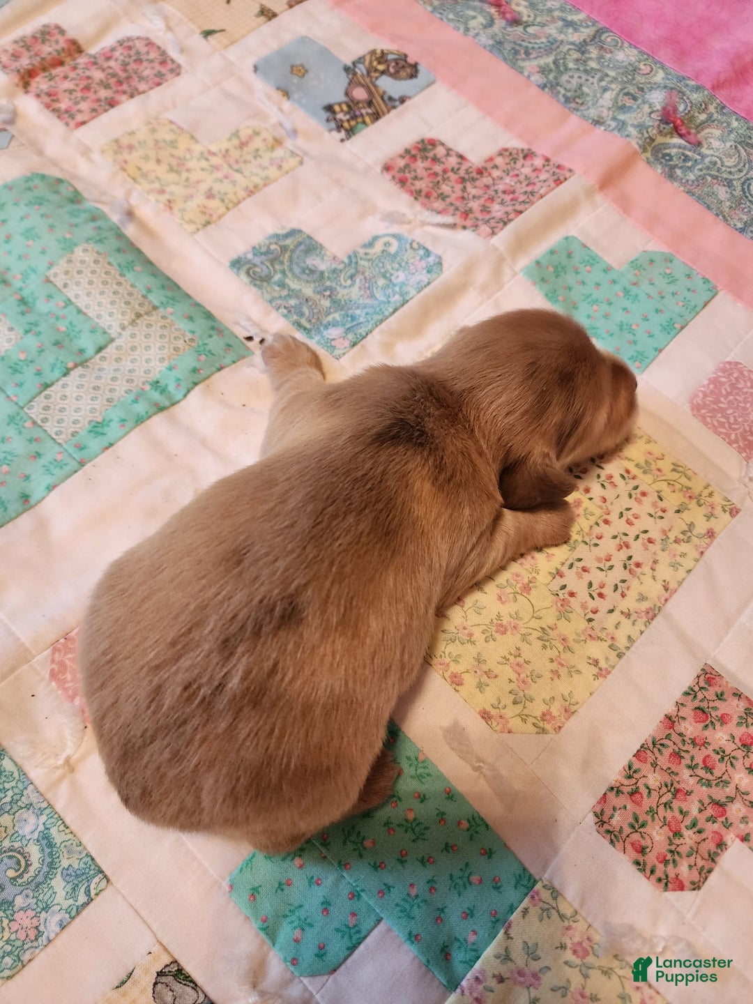 Miniature Dachshund dogs for sale: Chase - Image 17