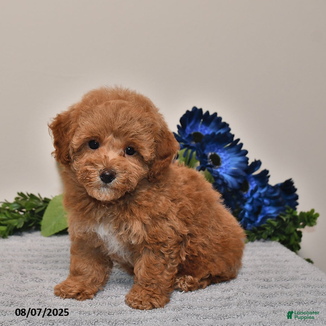 Miniature Poodle dogs for sale: Jewel - Image 2