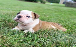 English Bulldog dogs for sale: Winston - Image 1