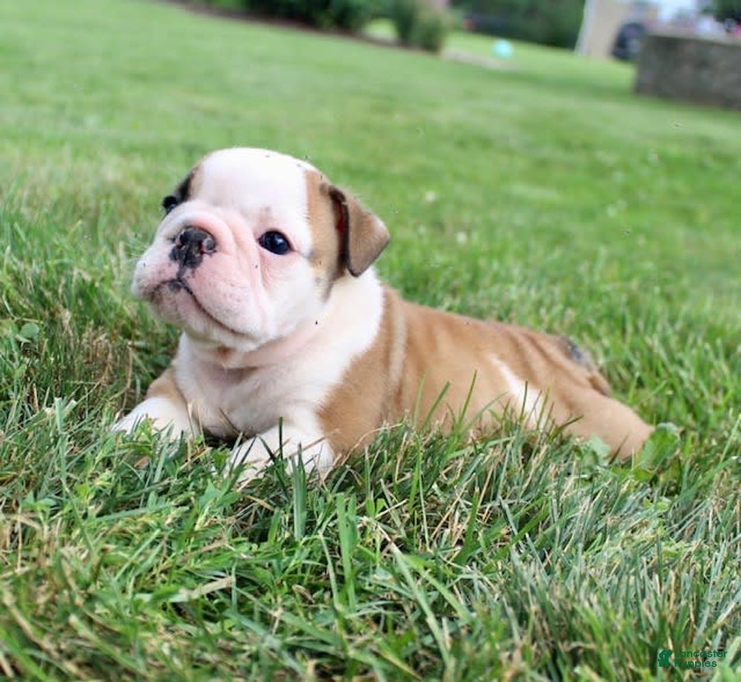 English Bulldog dogs for sale: Winston - Image 1