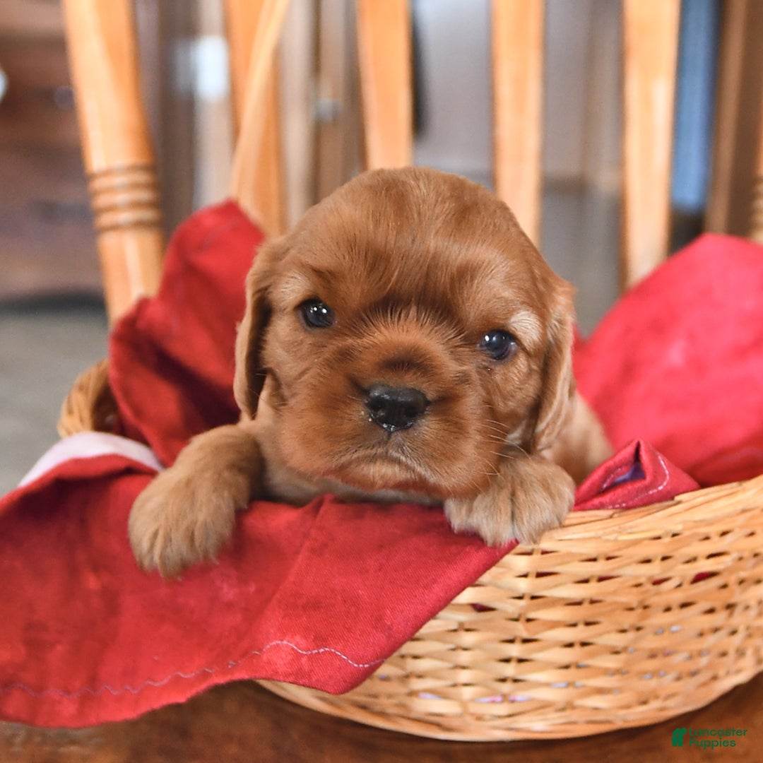 Cavalier King Charles Spaniel dogs for sale: Charlie - Image 2