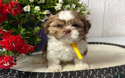Shih Tzu dogs for sale: Argo - Image 1