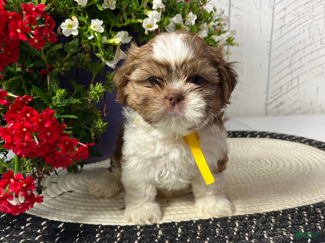 Shih Tzu dogs for sale: Argo - Image 1