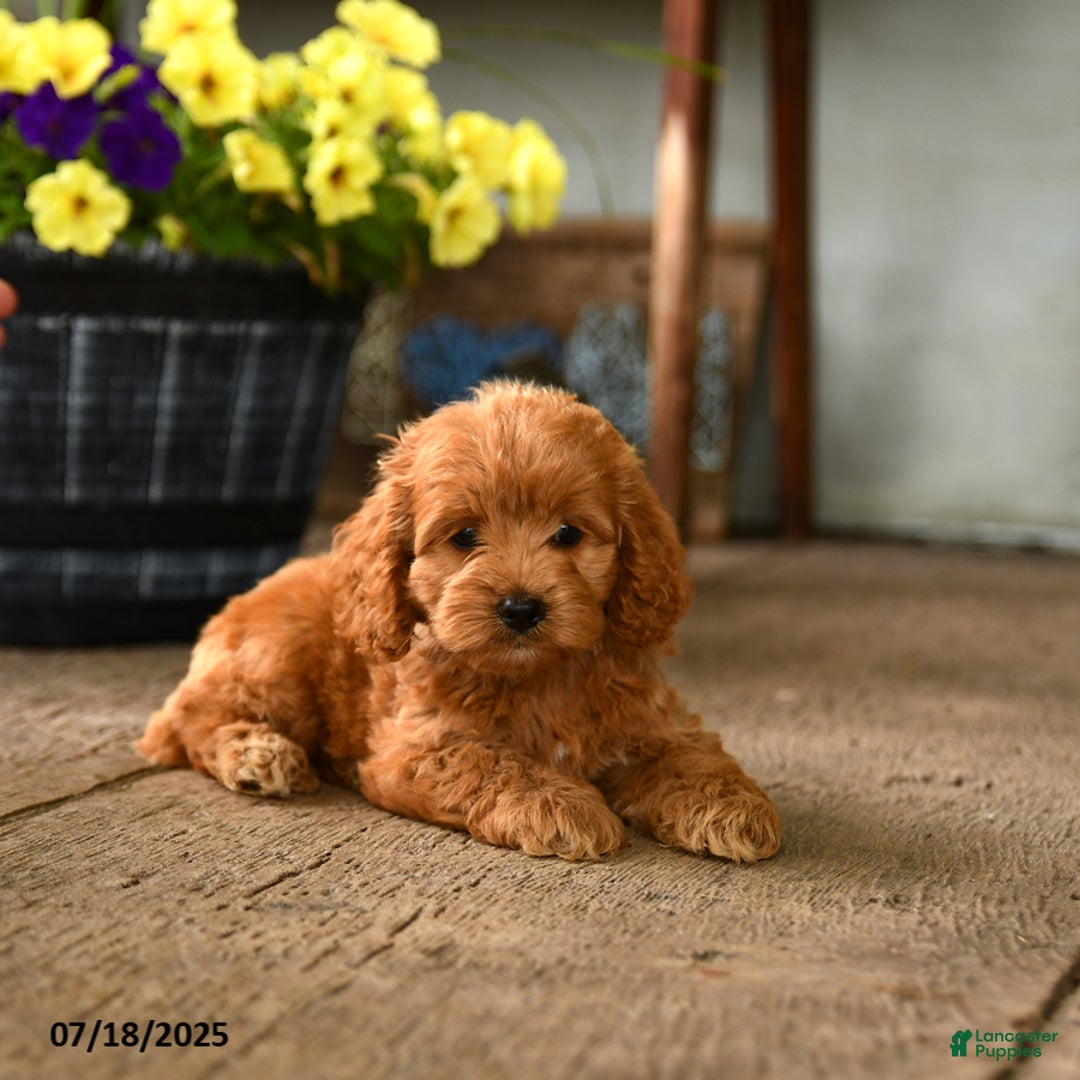 Cockapoo dogs for sale: Moxie - Image 3