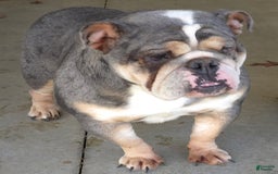 English Bulldog dogs for sale: Ollie - Image 21