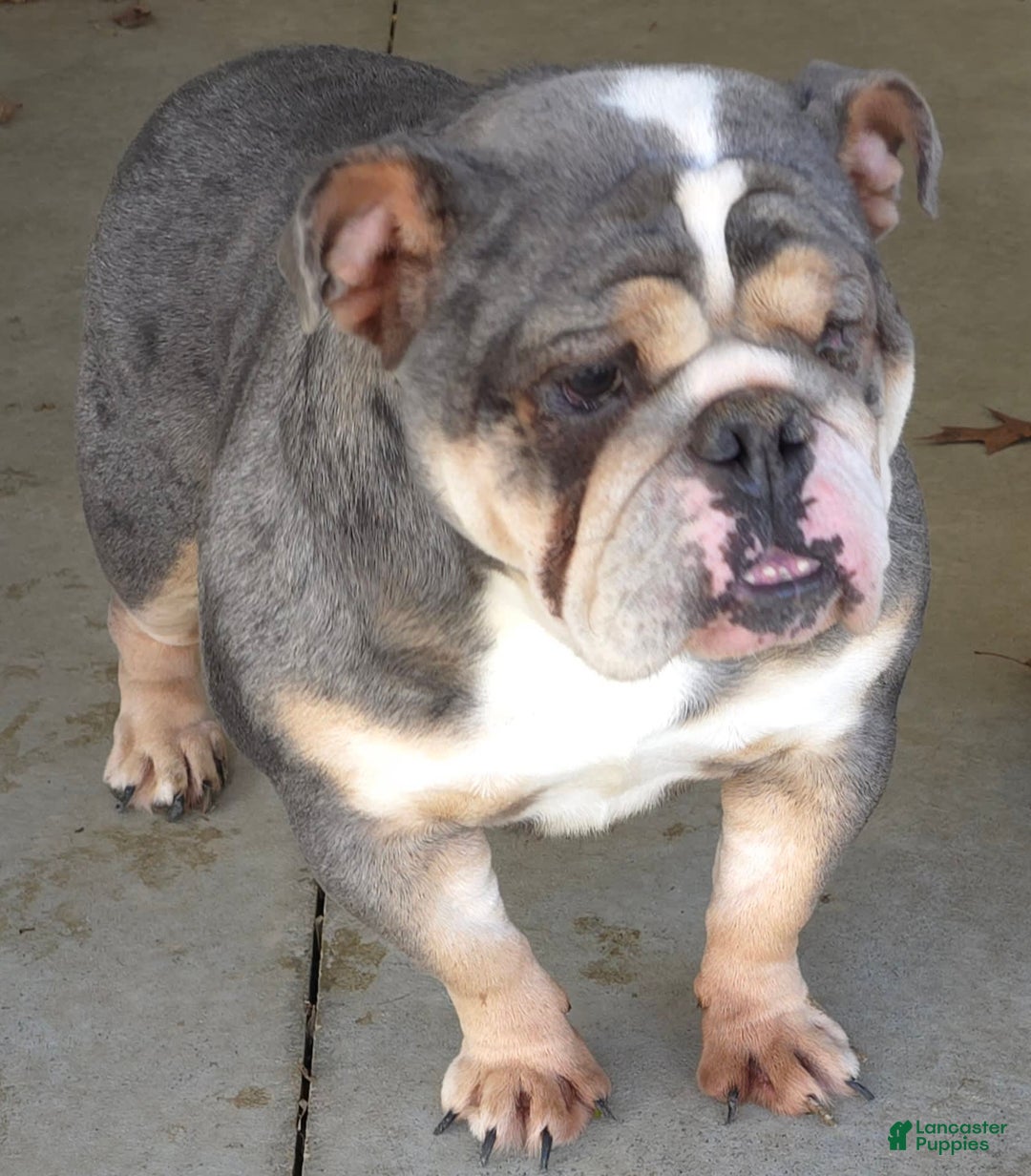 English Bulldog dogs for sale: Ollie - Image 21