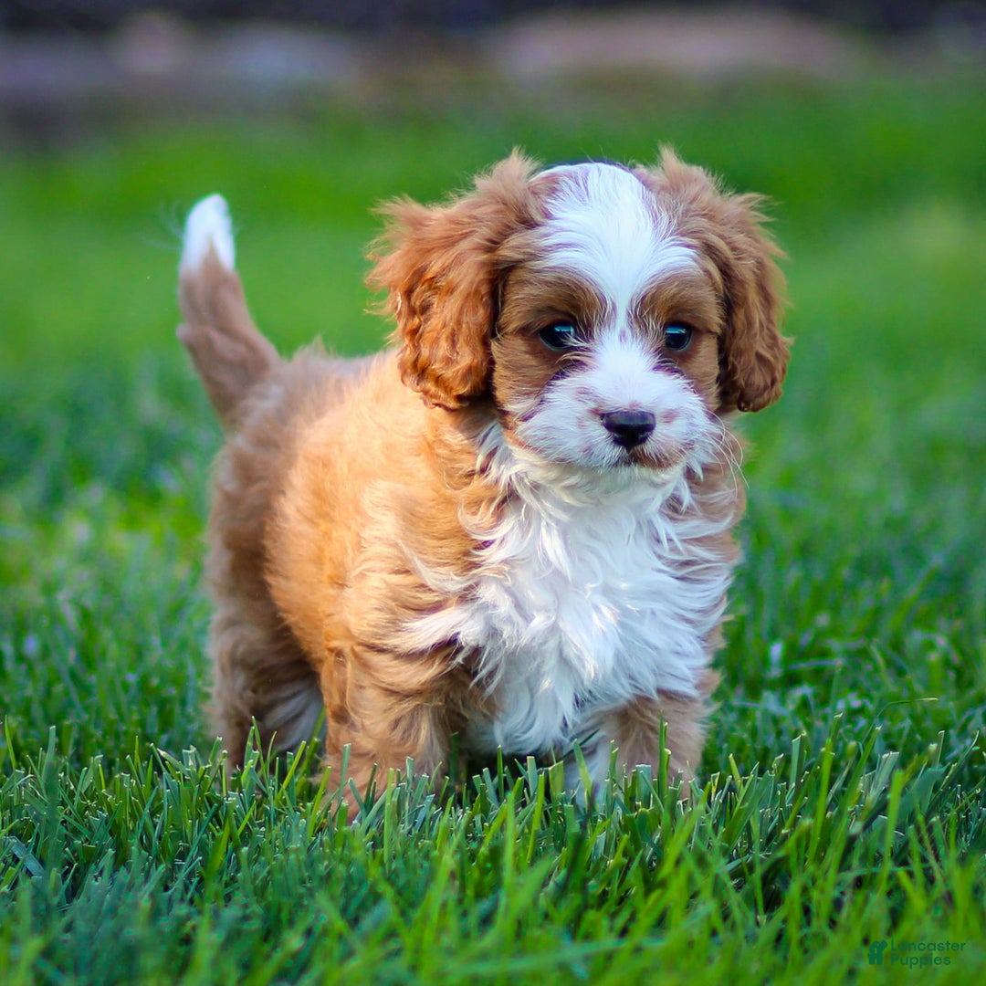 Cavapoo dogs for sale: Rusty - Image 4