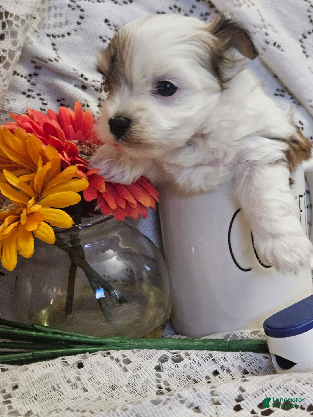 Yorkshire Terrier dogs for sale: Romeo - Image 4