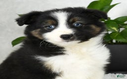 Australian Shepherd dogs for sale: Beulah - Image 2