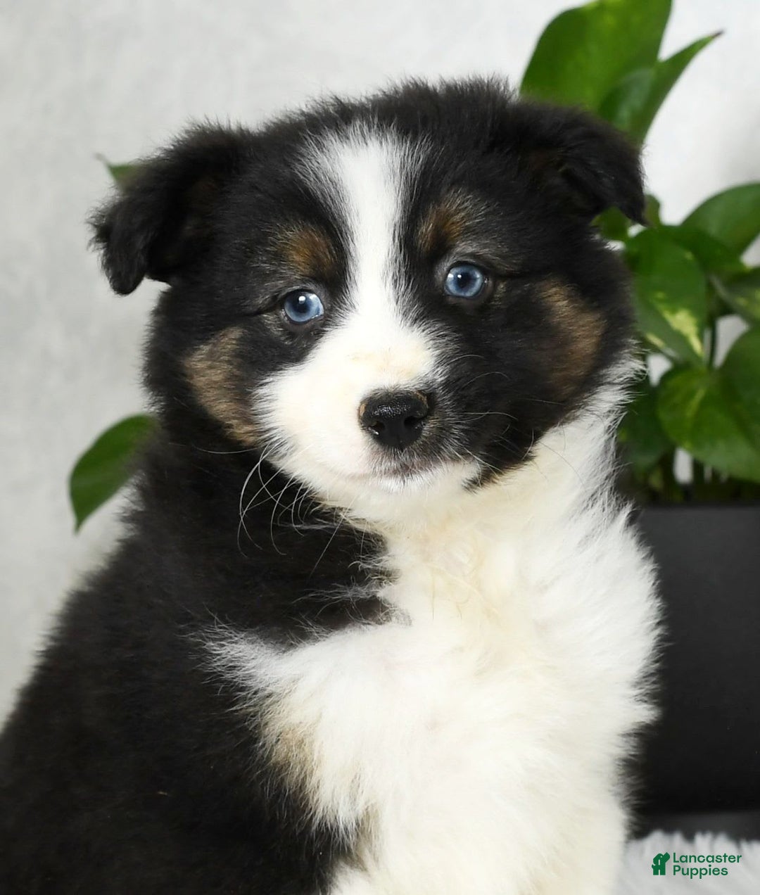 Australian Shepherd dogs for sale: Beulah - Image 2