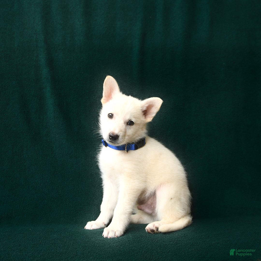 American Eskimo dogs for sale: Saint - Image 1