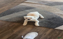 Maltipoo dogs for sale: Ghost - Image 2