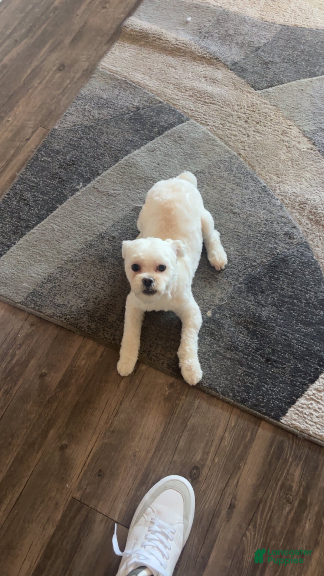 Maltipoo dogs for sale: Ghost - Image 2