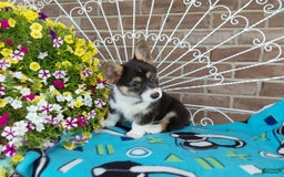 Welsh Corgi Pembroke dogs for sale: Chase - Image 3