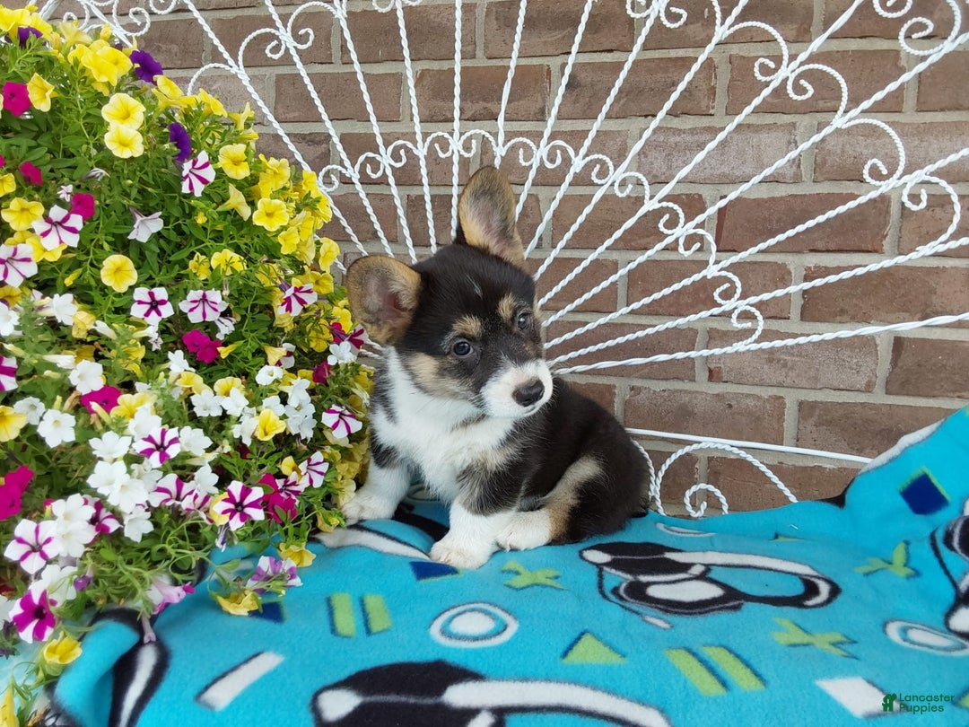 Welsh Corgi Pembroke dogs for sale: Chase - Image 3