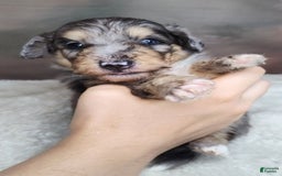 Shetland Sheepdog dogs for sale: Orbit - Image 5