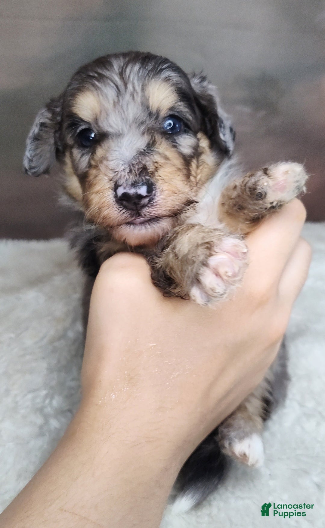 Shetland Sheepdog dogs for sale: Orbit - Image 5