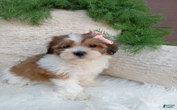 Teddy Bear dogs for sale: Teddy Bear 6 puppies - Image 15